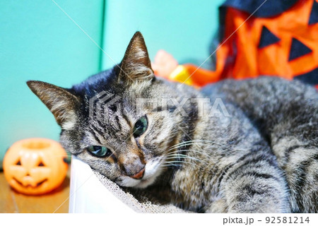 猫とハロウィンのお化け 92581214