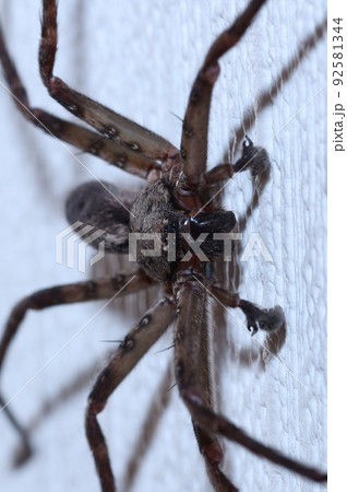 ゴキブリキラーのアシダカグモ 92581344