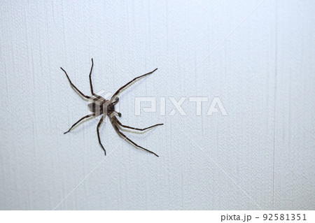 ゴキブリキラーのアシダカグモ 92581351