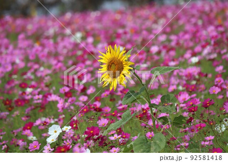 季節外れのひまわりに小さな昆虫も 季節外れのひまわりに小さな昆虫も 92581418