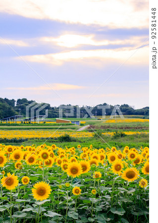 有毛ひまわり畑の夕景 福岡県北九州市の写真素材 [92581448] - PIXTA