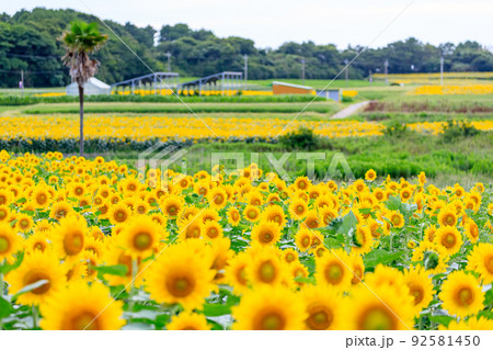 有毛ひまわり畑の夕景 福岡県北九州市の写真素材 [92581450] - PIXTA