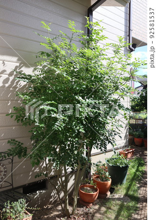 庭木のシマトネリコ 92581537