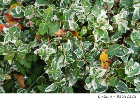 Climbing euonymus or spindle fortunei evergreen shrub with green leaves on early fall. Nature bush background, gardening in autumn season, close-up Climbing euonymus or spindle fortunei evergreen shrub with green leaves on early fall. Nature bush background, gardening in autumn season, close-up 92582228