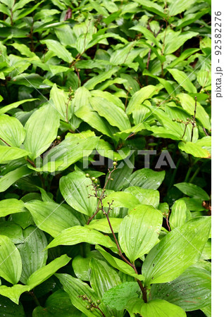 植物 ユキザサ ユリ科 植物 ユキザサ ユリ科 92582276