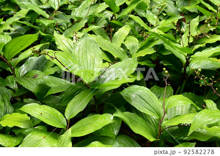 植物　ユキザサ　ユリ科 92582278