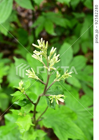 植物　モミジガサ　キク科 92582280
