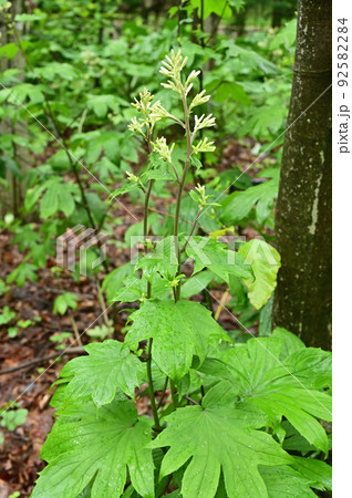 植物 モミジガサ キク科 植物 モミジガサ キク科 92582284