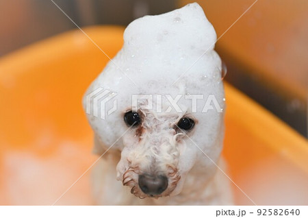犬のシャンプー風景 92582640