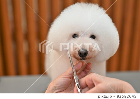 犬のトリミング風景 犬のトリミング風景 92582645