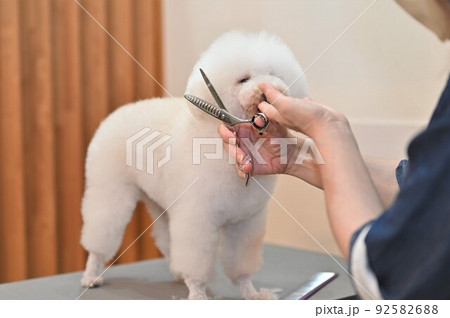 犬のトリミング風景 犬のトリミング風景 92582688