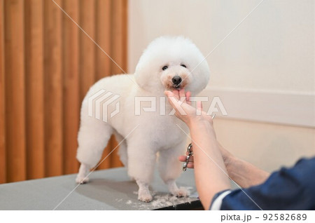 犬のトリミング風景 92582689