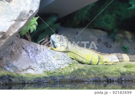 サンシャイン水族館 グリーンイグアナ サンシャイン水族館 グリーンイグアナ 92582699