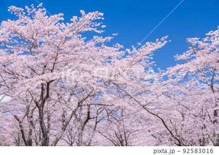 桜・満開 92583016