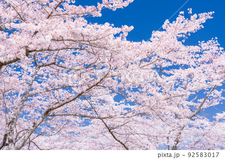 桜・満開 92583017