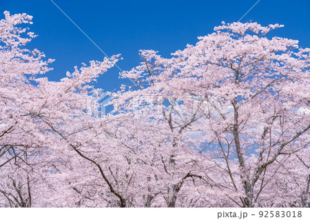 桜・満開 92583018