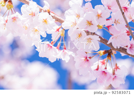 桜・満開 92583071