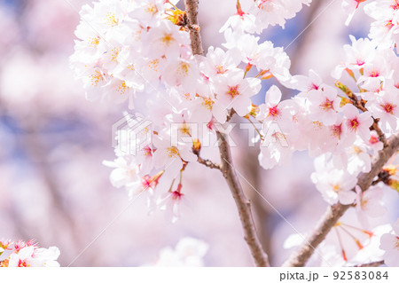 桜・満開 92583084