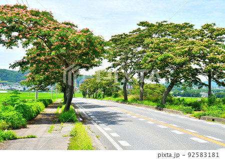 佐久市根岸／国道142号沿いのネムノキ(長野県佐久市)【2022.7】 92583181