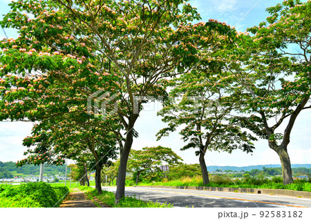 佐久市根岸/国道142号沿いのネムノキ(長野県佐久市)【2022.7】 佐久市根岸/国道142号沿いのネムノキ(長野県佐久市)【2022.7】 92583182