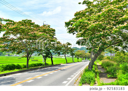 佐久市根岸／国道142号沿いのネムノキ(長野県佐久市)【2022.7】 92583183
