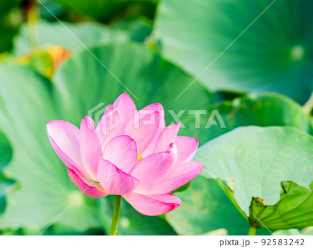 初夏の美しい花 華やかで美しい蓮の花 初夏の美しい花 華やかで美しい蓮の花 92583242