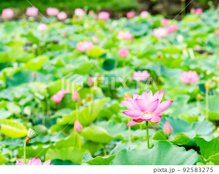 初夏の美しい花 華やかで美しい蓮の花 初夏の美しい花 華やかで美しい蓮の花 92583275