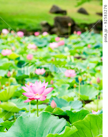 初夏の美しい花　華やかで美しい蓮の花 92583276