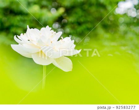 初夏の美しい花　華やかで美しい蓮の花 92583277