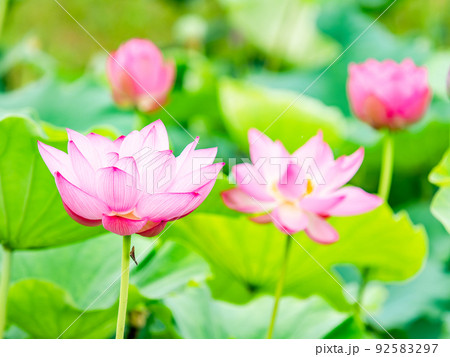初夏の美しい花 華やかで美しい蓮の花 初夏の美しい花 華やかで美しい蓮の花 92583297