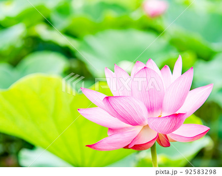 初夏の美しい花　華やかで美しい蓮の花 92583298