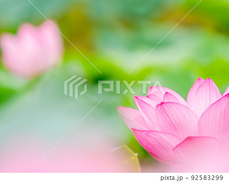 初夏の美しい花　華やかで美しい蓮の花 92583299