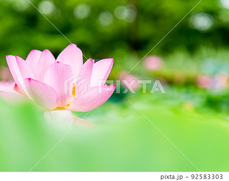 初夏の美しい花　華やかで美しい蓮の花 92583303