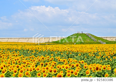 干拓地に咲く満開のひまわり 92583386