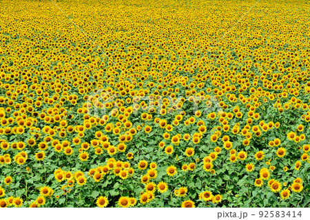 干拓地に咲く満開のひまわり 92583414
