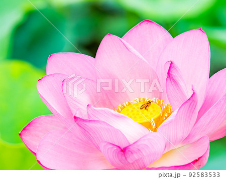 初夏の美しい花　華やかで美しい蓮の花に蜜を求めてきたかわいいミツバチ 92583533