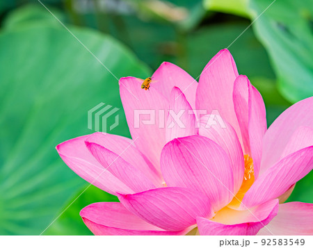 初夏の美しい花　華やかで美しい蓮の花に蜜を求めてきたかわいいミツバチ 92583549