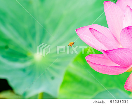 初夏の美しい花　華やかで美しい蓮の花に蜜を求めてきたかわいいミツバチ 92583552