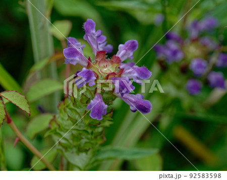 シソ科ウツボグサの開花 シソ科ウツボグサの開花 92583598