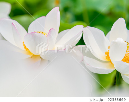 初夏の美しい花　華やかで美しい蓮の花 92583669