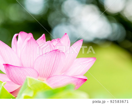 初夏の美しい花　華やかで美しい蓮の花 92583671