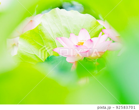 初夏の美しい花　華やかで美しい蓮の花 92583701