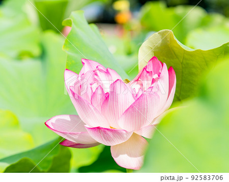 初夏の美しい花　華やかで美しい蓮の花 92583706