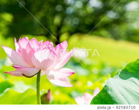 初夏の美しい花　華やかで美しい蓮の花 92583710