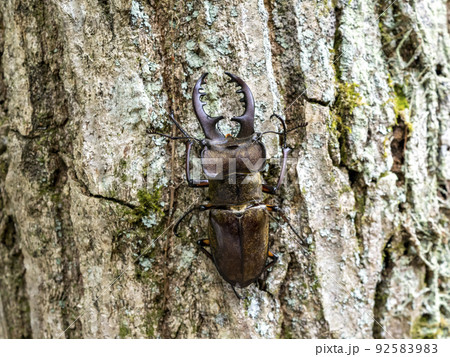 コナラの木にとまるオスのミヤマクワガタ コナラの木にとまるオスのミヤマクワガタ 92583983