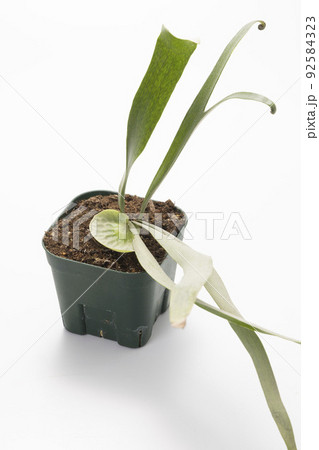 ビカクシダダウボーイの鉢植え ビカクシダダウボーイの鉢植え 92584323