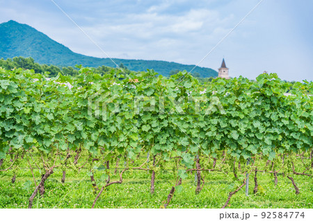 【山梨県】明野のブドウ畑 92584774
