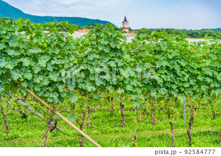 【山梨県】明野のブドウ畑 【山梨県】明野のブドウ畑 92584777