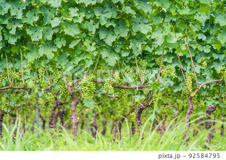 【山梨県】明野のブドウ畑 92584795
