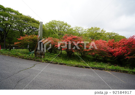 群馬県　初夏の榛名高原　ツツジの季節　ヤセオネ峠付近のつつじの道入口近く　2022年5月22日 92584917